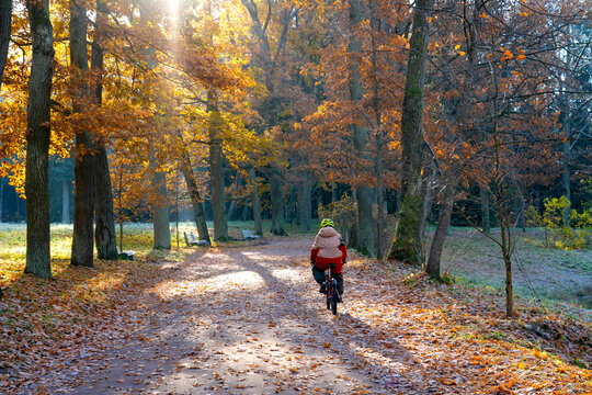 Person wearing a helmet riding a bicycle on a park path surrounded by tall oak trees with colorful autumn foliage on a cool and bright October morning