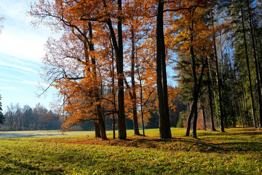 Bright sunlight shines through the tall oak trees in this peaceful European grove during the chill of a sunny October morning with frost on the meadow