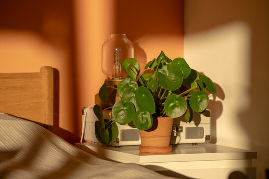 Green pilea houseplant in clay terracotta pot stands on bedside table beside vintage record player, illuminated by warm golden sunlight and soft shadows in cozy modern bedroom interior. 