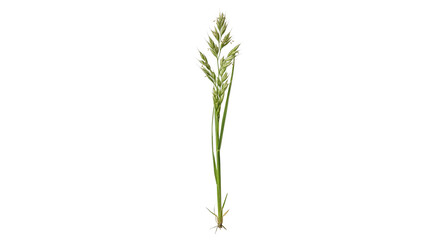Fototapeta premium Single stalk of orchard grass with roots and seed head on white background