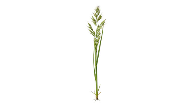 Single stalk of orchard grass with roots and seed head on white background