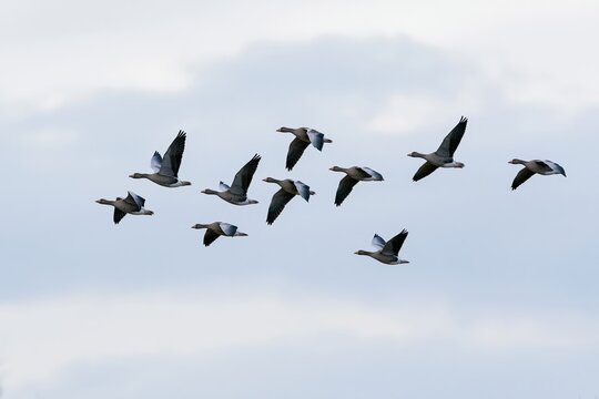 The Birds in Formation Soaring Across a Clear Blue Sky