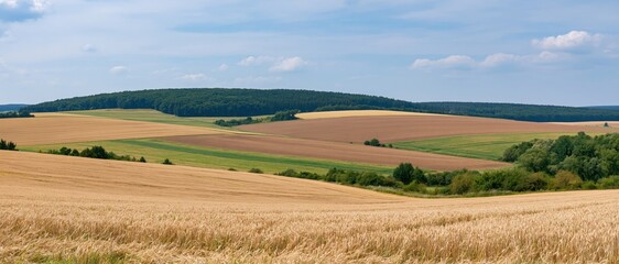 Naklejka premium The Golden Fields of Rolling Hills in Sunlit Rural Landscape