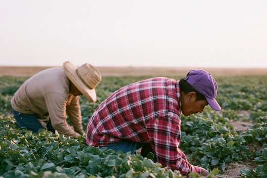 The Harvesting Farmers in a Green Field under Clear Sky