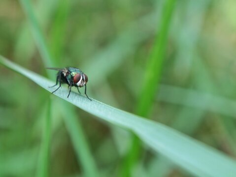 Close up of a shiny metallic green bottle fly (Lucilia sericata) resting on a thin grass blade outdoors. Ideal for nature, wildlife, entomology, biology study, and pest control visual concepts