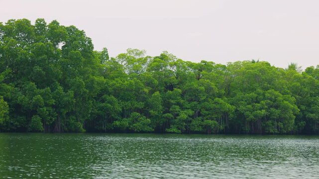 Mangroves view from the water, mangrove forest ecosystem. Mangrove trees are representatives of the genus Rhizophora, Rhizophora with characteristic aerial stilted roots immersed in water