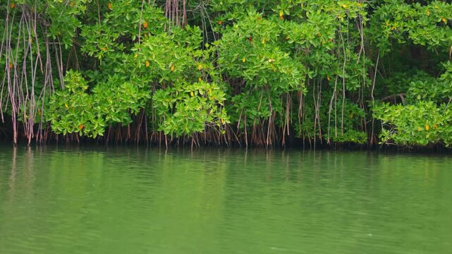 Mangroves view from the water, mangrove forest ecosystem. Mangrove trees are representatives of the genus Rhizophora, Rhizophora with characteristic aerial stilted roots immersed in water