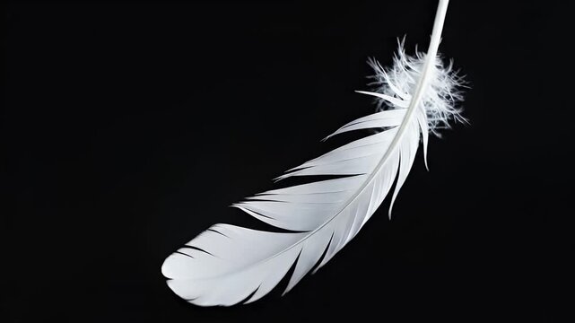 Delicate white feather floats against a stark black background