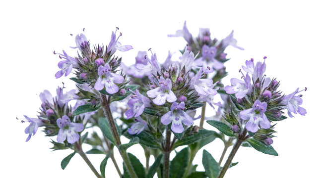Delicate purple thyme flowers bloom with green leaves against a white background
