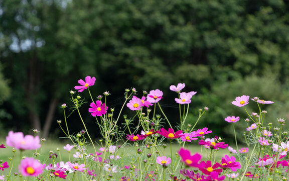 Beautiful pink and purple cosmos flowers blooming in lush garden against dark green tree background in autumn