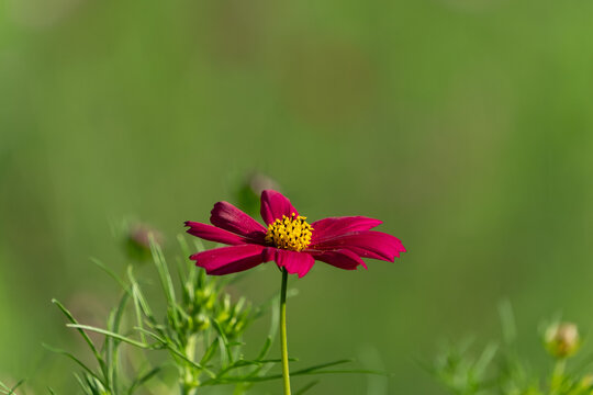 Close-up of a blooming dark pink cosmos flower against a soft green bokeh background in autumn