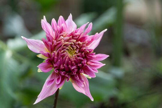 Close-up of a blooming pink and purple dahlia flower against a soft green bokeh background in autumn garden