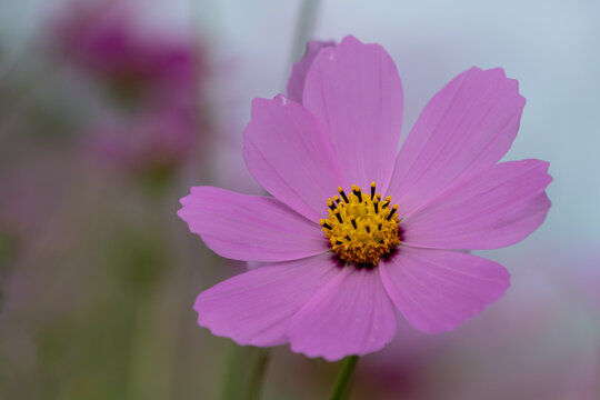 Close-up of a blooming pink cosmos flower with yellow center against a soft dreamy bokeh background in autumn garden