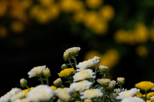 Close-up of blooming white and yellow small chrysanthemum flowers against dark bokeh background in autumn garden