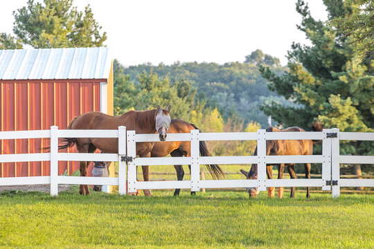 Horses with fly masks and boots behind a white fence.