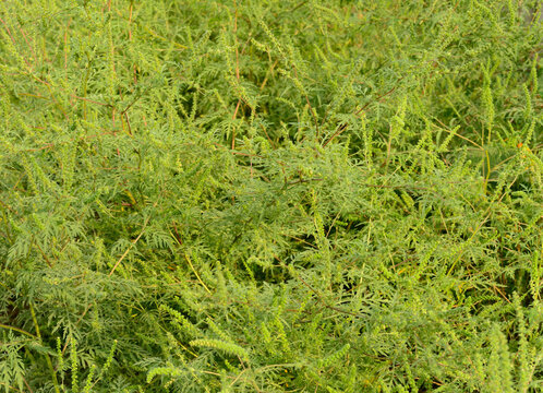 Blooming Ragweed Field Background