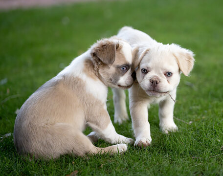 Two fluffy puppies playing in the grass