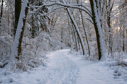 Serene Snowy Forest Path on a Winter Morning