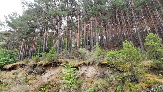 Tall pine trees growing on a steep, eroding sandy slope with exposed roots and lush vegetation