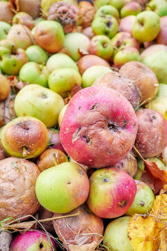 Close up of rotten apples, selective focus.