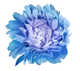 Obraz premium Peony flower on isolated background with clipping path no shadows. Closeup. Nature.