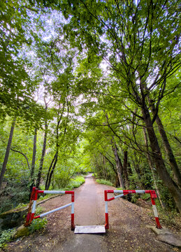Pathway blocked by a gate in the forest. A dirt path is closed off by a gate in a green forest area during daylight. Tall trees surround the path.