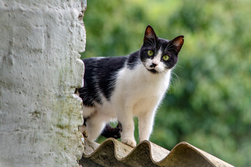 White cat with black markings curiously looking at the camera © Kristhian