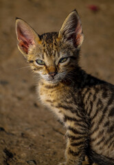 Tabby cat curiously looking at the camera © Kristhian