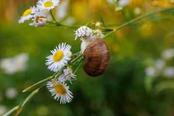 Brown garden snail hanging from wild fleabane flower © Iryna Miadzvedzeva