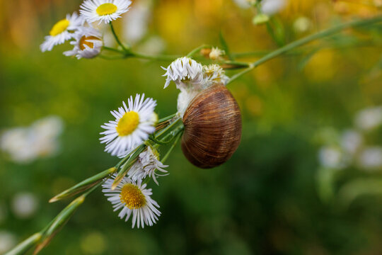 Brown garden snail hanging from wild fleabane flower
