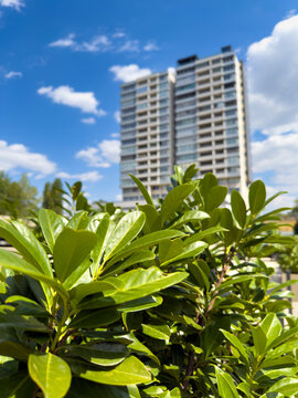Building with green plants. Green plants grow in the foreground while a tall building stands against a blue sky with clouds in the background.