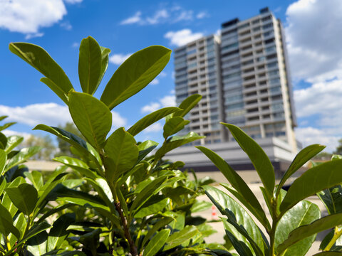 Green leaves in front of a tall building. Leaves grow in the foreground with a tall building visible in the background under a clear blue sky.