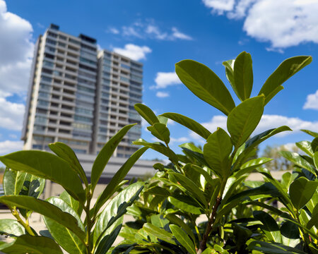 Green leaves close up with residential building blurred background. Detailed green leaves occupy the immediate view while a tall apartment complex rises in the soft background.