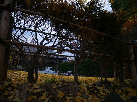 Old wooden fence in Autumn - Japan