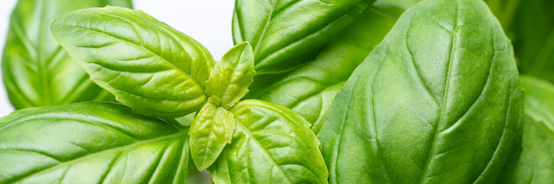 Basil leaves wide banner green natural herb background