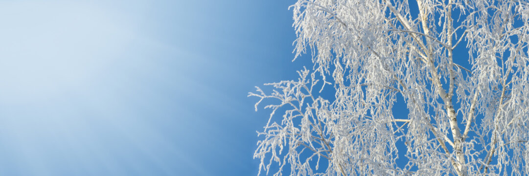 Frosty birch branches against blue sky with copy space