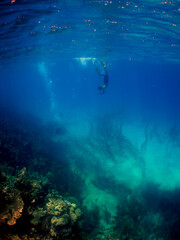 Naklejka premium Young Man Snorkeling Above a Coral Reef in the Caribbean Sea