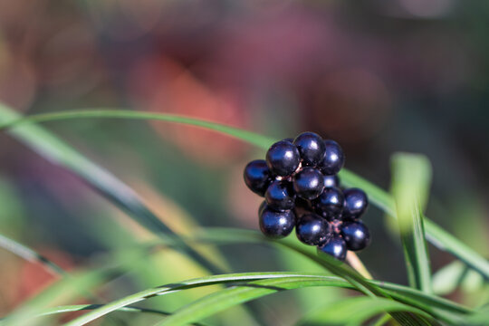 Close up of shiny black ripe lilyturf berries growing on green foliage with soft bokeh background in autumn