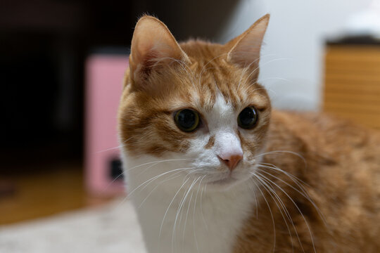Close-up of a cute orange and white cat looking curious in cozy living room with soft natural light