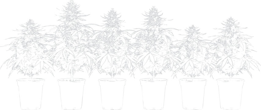 Five cannabis plants growing in white pots with transparent background