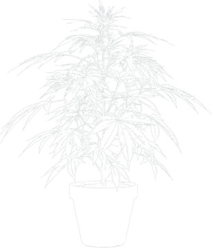Potted cannabis plant with green leaves isolated on clear background