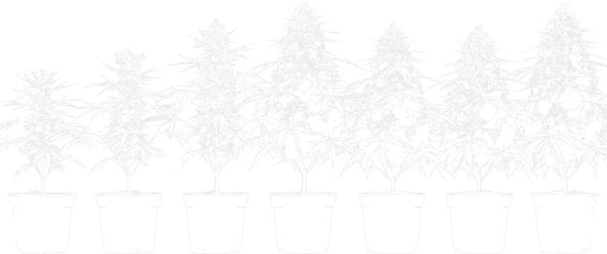 Collection of cannabis plants growing in white pots with transparent background