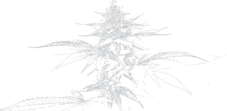 Detailed Sketch Style Cannabis Plant Drawing Isolated Transparent Background