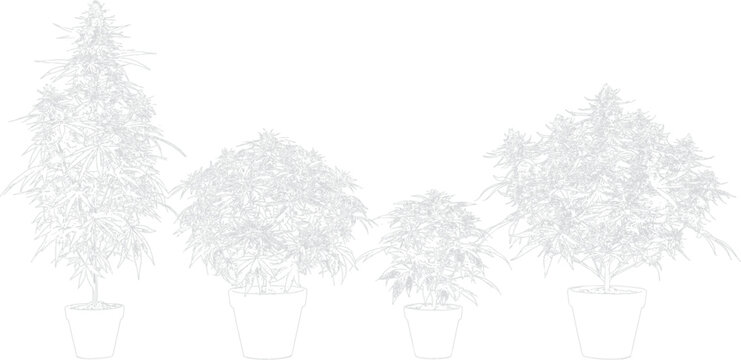 Four cannabis plants in pots with transparent background for stock images