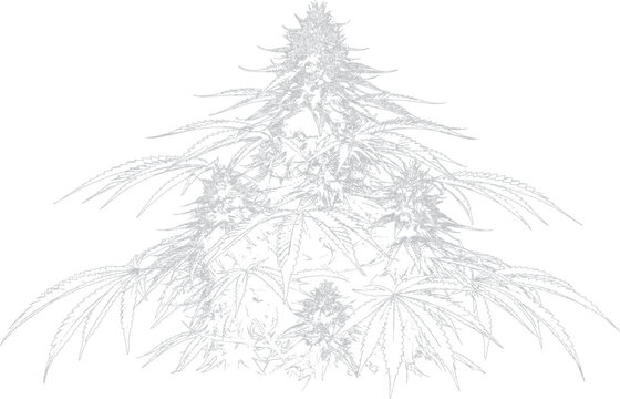 Detailed illustration of cannabis plant with intricate leaves and buds