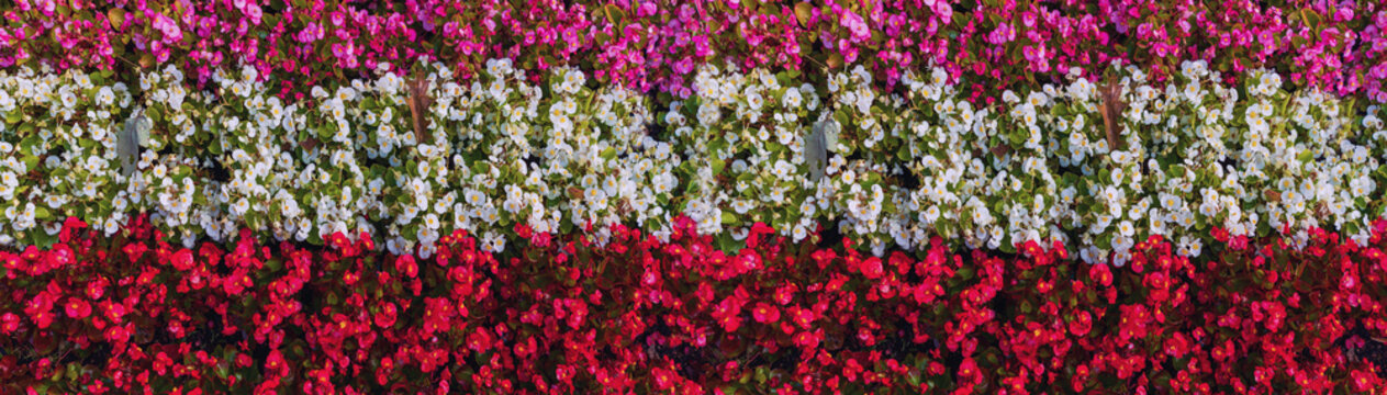 Blick auf ein Blumenbeet mit bepflanzten Begonien in wei&szlig;, rot und rosa