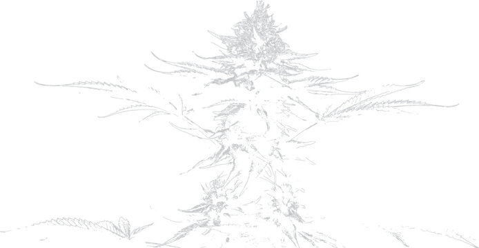 Detailed Sketch Style Illustration Of Cannabis Plant With Transparent Background