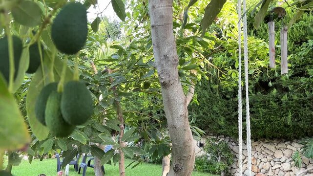 Tilt up de aguacatero con columpio y aguacates creciendo