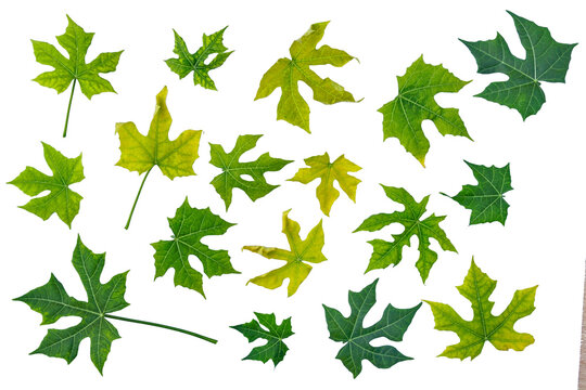 Set of fresh green cnidoscolus aconitifolius chaya leaves isolated on transparent background png