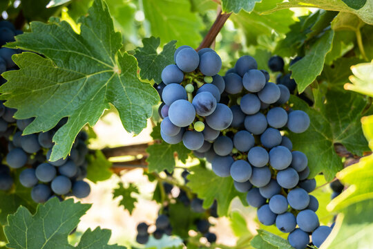 Large bunche of red wine grapes in summer vineyard.